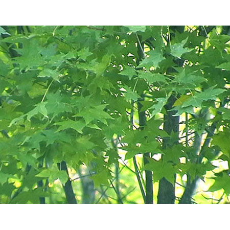 河北五角枫 光辉苗木供应基地的品质之选