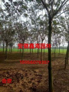 绿化苗木产品与52种花卉苗木图片信息概览