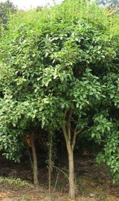 紫薇花卉产业 生产制造与出口贸易概览