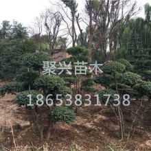 泰安市岱岳区聚兴苗木专业合作社蔬菜供应产品介绍