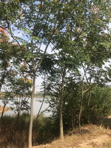 精品苗木与花卉 打造绿色生活的新选择