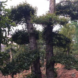 精品苗木展示与瓜果种植实践