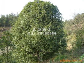 中国桂花之乡 优质桂花苗木供应与选购指南