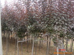 绿化苗木产品列表第293页 瓜果种植技术与推荐品种