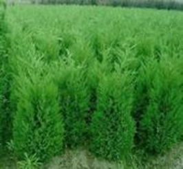 营养钵黑松树种苗 价格、厂家和图片全解析