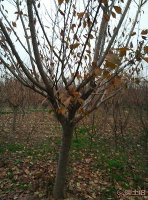 泰安青联苗木 垂丝海棠绿化苗基地直销，低价供应优质苗木