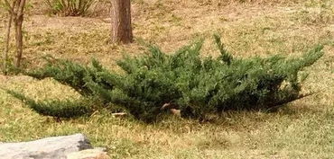 水土保持植物大收罗 不可忽视的苗木力量