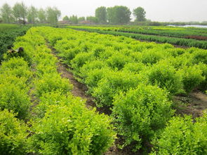 红叶小檗与优质蔬菜 绿化的艺术与生活的食粮