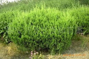 全国龙柏球绿化苗木供应指南 厂商、价格与采购渠道