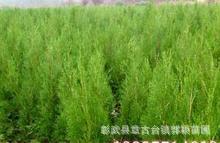 彰武县章古台镇郭颖苗圃 优质四年樟子松绿化苗木供应