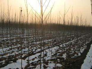 速生国槐小苗的培育与济宁乐元苗木的供应优势