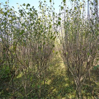 木槿绿化苗木基地直销，优质1-8公分苗木一站式供应