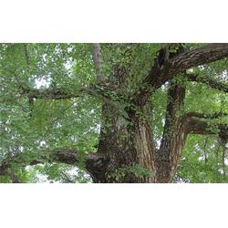 银杏绿化苗 黄河苗木产业中的绿色瑰宝