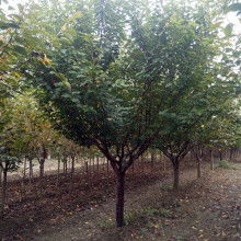 泰安市岱岳区和正苗木专业合作社 蔬菜产业的绿色发展与现代化实践