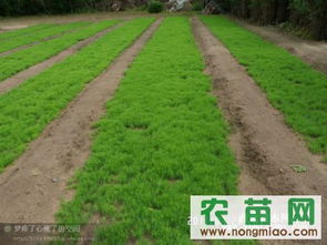 樟子松与油松市场指南 农苗网一站式采购平台